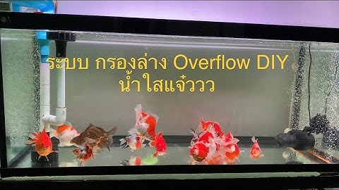 My Goldfish Ryukin ริ้วกิน น้ำใสด้วยระบบกรอง DIY กาลักน้ำ Overflow