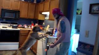 Cotton Schipperke's & Hound: Hargus Gump's  8th birffy Day Party by Cotton Schipperkes 42 views 2 years ago 5 minutes, 31 seconds