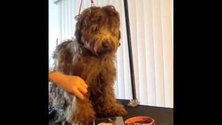 Brushing Matt's Out on an Australian Labradoodle by Royal Diamond Labradoodles 18,448 views 10 years ago 4 minutes, 48 seconds