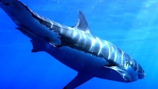 Ocean Myths and Legends - Discover the Secrets of Sea Creatures