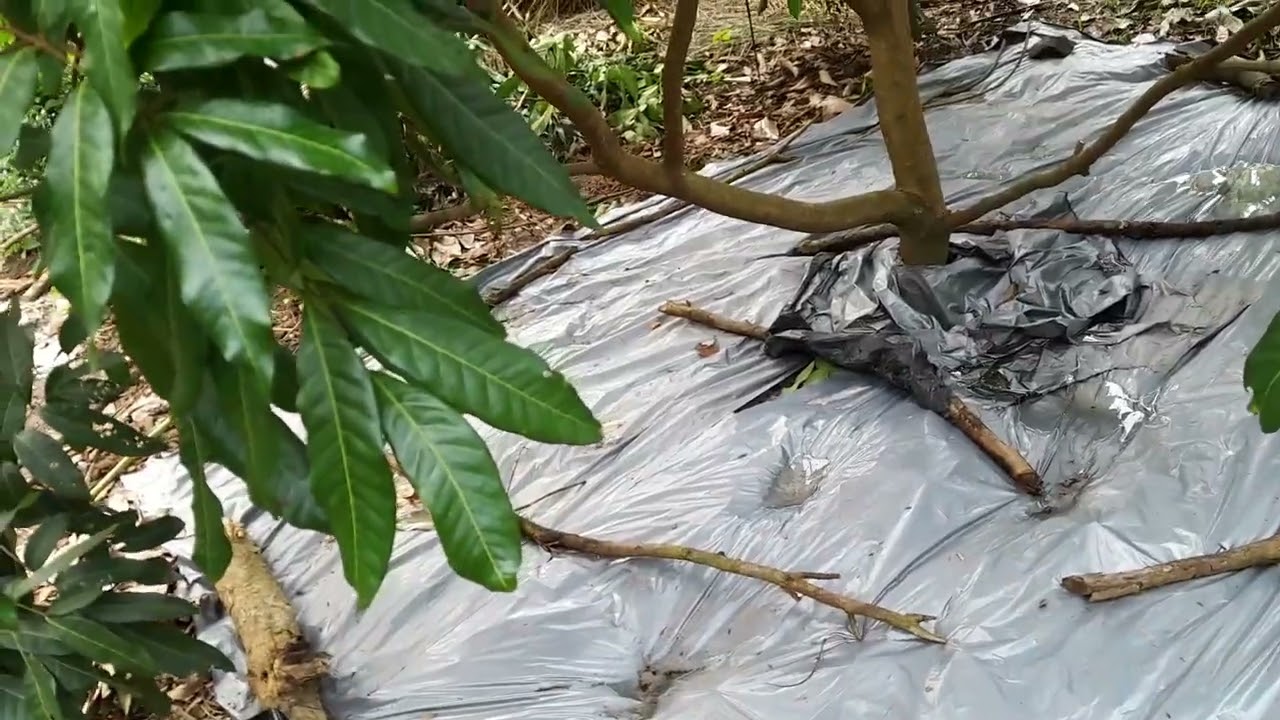 Cara tepat memboster klengkeng di musim hujan