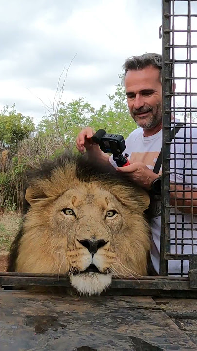How to Load LIONS #fun #wildlife #cat