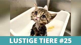 LUSTIGE TIERE - Witzige Tiervideos, Lustige Tiere Compilation #25 by Enjoy Pets 124 views 3 years ago 5 minutes, 43 seconds