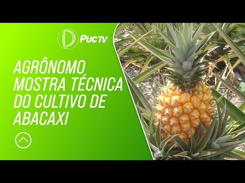 Vídeo: Informações sobre árvores de vassoura de abacaxi - Cultivo e poda de abacaxis marroquinos
