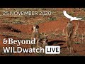 WILDwatch Live | 25 November, 2020 | Morning Safari | South Africa