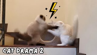 Cats Duke It Out In A Race For The Nest!🏅 by Eli & Mocha 251 views 6 months ago 37 seconds