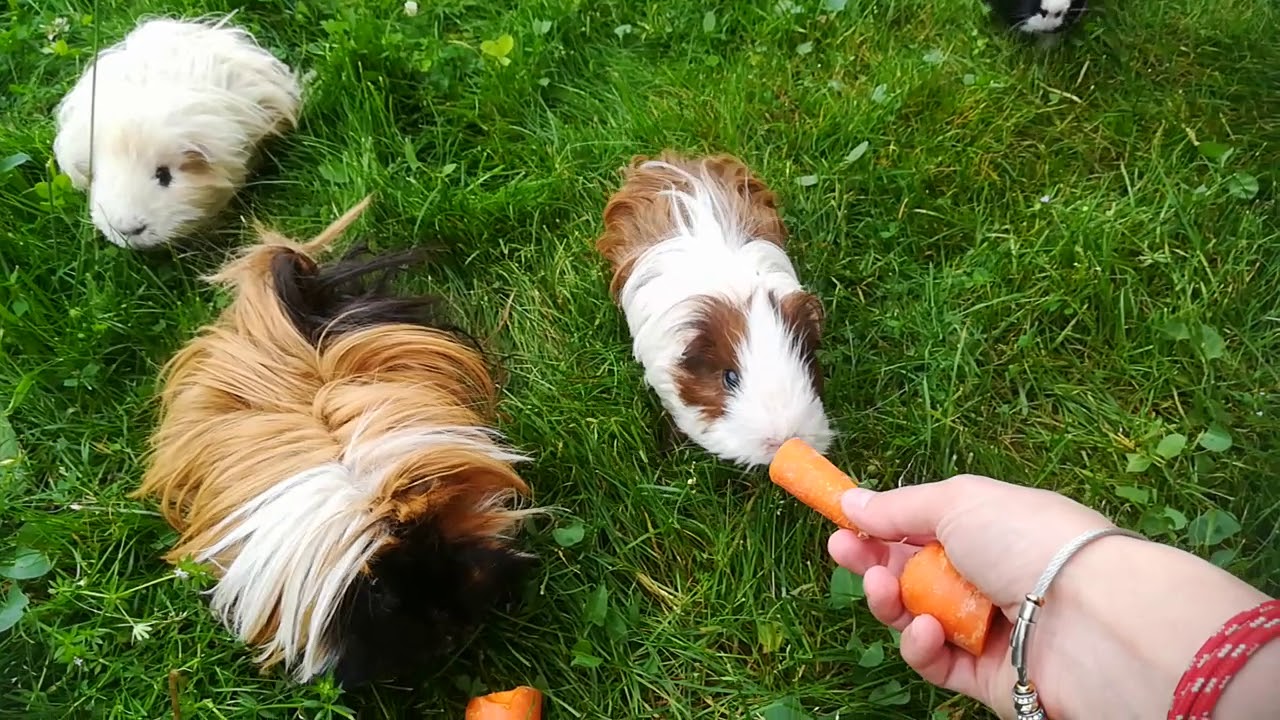 Les cochons d'Inde qui vivent en liberté dehors sont-ils plus sauvage que ceux qui vivent dedans ?