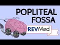 The Popliteal Fossa under 5 mins! - Anatomy