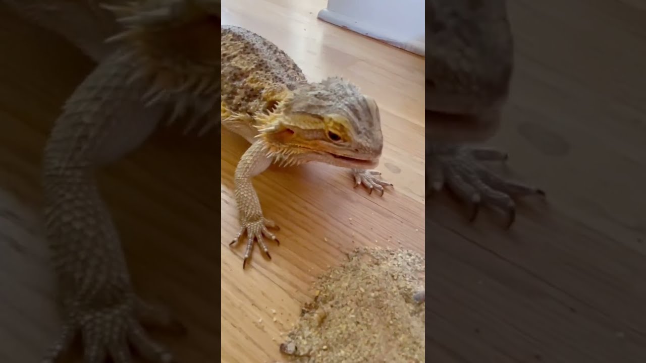 Bearded Dragon Becomes Feisty Towards Mom 