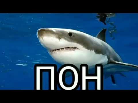 Пон акула мем. Пон акула. Акула Мем. Пон Мем Мем с акулой. Ультра Пон акула.
