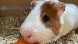 Guinea Pigs Getting Angry Because They Can’t Reach Vegetables