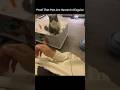 Proof that pets are secretly humans in disguise!🥸🐈🐕 #cats #dogs #funnypets #funnyvideos #shorts