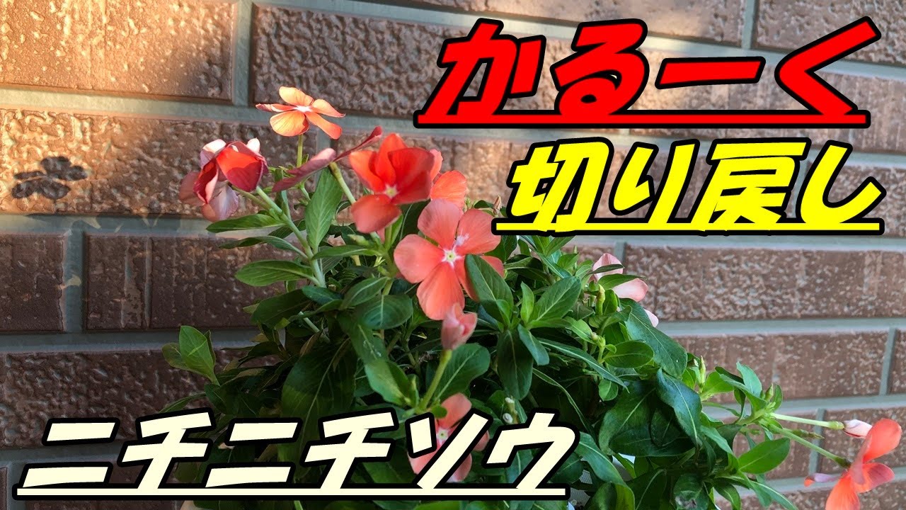 花 ニチニチソウの育て方 切り戻し Youtube