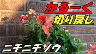 花 ニチニチソウの育て方 切り戻し Youtube 花 ニチニチソウの育て方 切り戻し Youtube