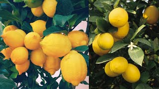 هل شاهدت طريقة زراعة شجرة الليمون من قبل؟؟ وكيفية نموها بسرعة