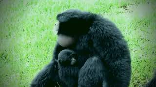 The glorious calls of an excited siamang family