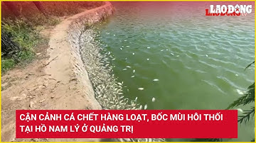 Cận cảnh cá chết hàng loạt, bốc mùi hôi thối tại hồ Nam Lý ở Quảng Trị | Báo Lao Động
