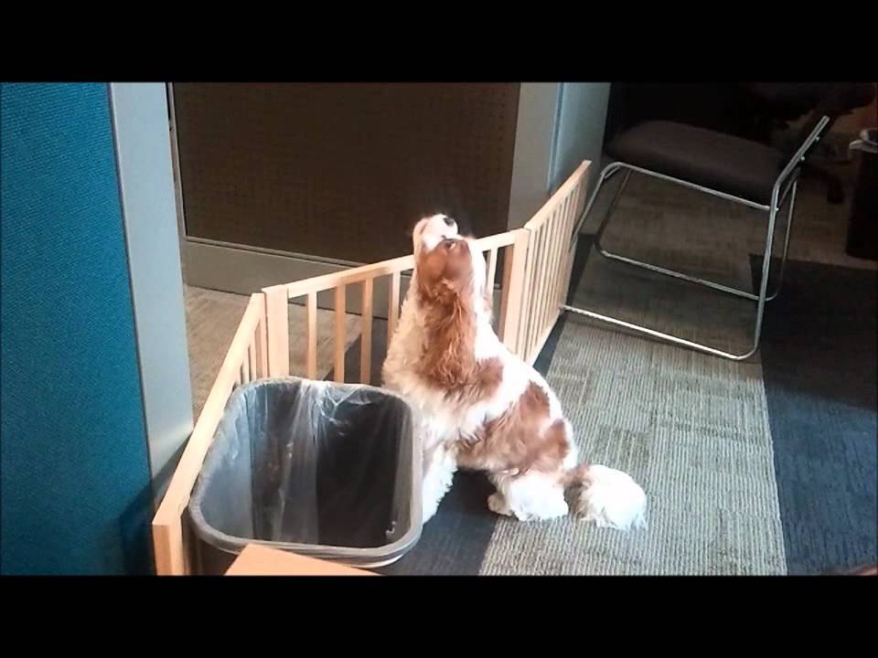 do king charles spaniel howl