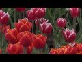 Oregon Wooden Shoe Tulip Festival 2014 1080p HD