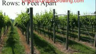 How to plant grapevines