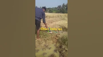 Dhan Hela Las 