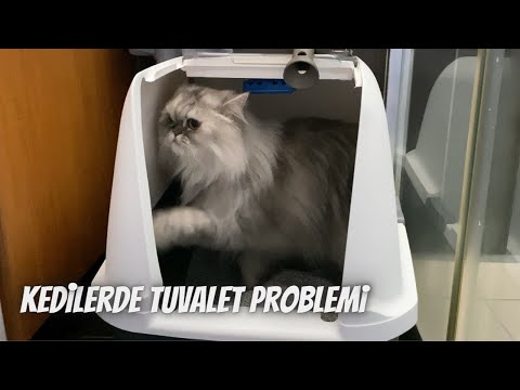 Video: Evinizi Kedi Koruması: Unutmuş Olabileceğiniz Gizli Tehlikeler