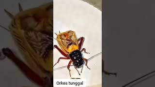 orkes tunggal jangkrik #asmr #insects #relaxationzone