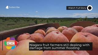 Niagara fruit farmers still dealing with damage from summer flooding