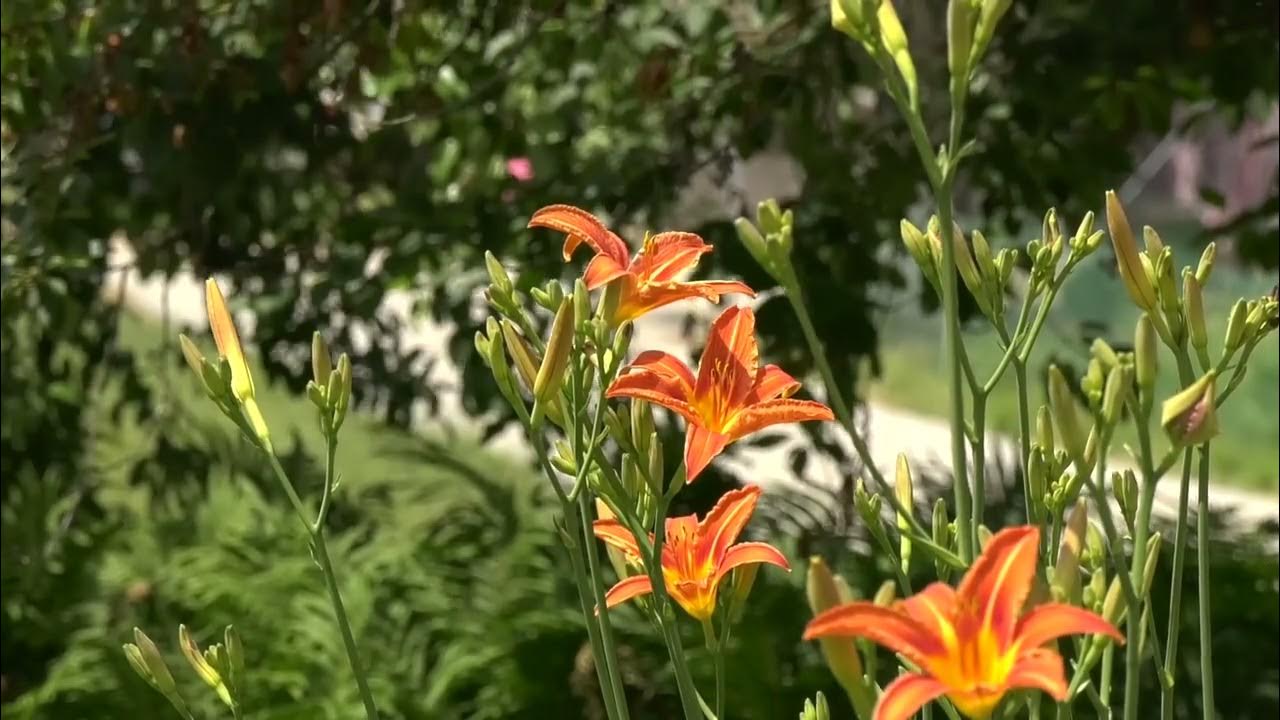 Lilies that fester smell far worse than weeds. lily syednadeemmedia 