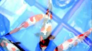 Siblings Of 2012 All Japan Gc