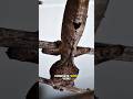 Satanic Leaf-Tailed Gecko — The Ultimate Camouflage Master!”#facts #unique #shorts