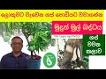 ගස් වවන අලුත් කලාව |මුදුන් මුල් බද්ධය| Ceylon Agri | Episode 52