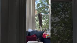 Cat's Failed Bird Watching Attempt Through Window