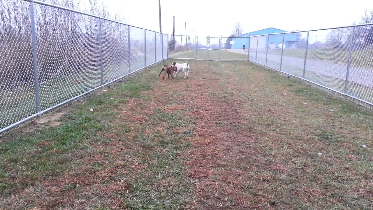 Ramone & Kirby at Wabash co animal shelter YouTube