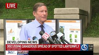 Spotted lanternflies: Here's what advocates are pushing for to be done