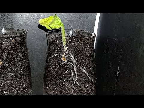 Root Growth Time-Lapse with Smartphone Camera | Soil Cross-Section