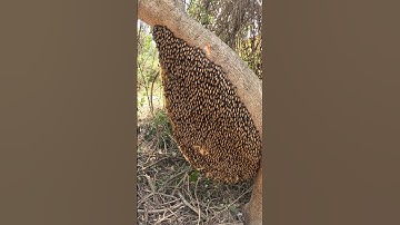 A wonderful scene of extracting honey from the beehive #beehive #honey #nature #youtubeshorts