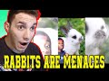 RABBITS AREN'T AS CUTE AS YOU THINK | CASUAL GEOGRAPHIC | **REACTION**