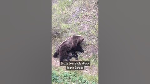 Grizzly bear killed black bear