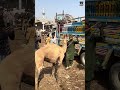 Camel Malir Mandi Me 1st Time Nazar Aya 😍 | Rare Moment in Karachi!