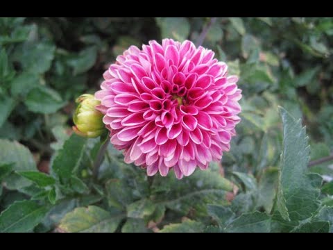 فيديو: كيفية زراعة نباتات الداليا الفاخرة أو الدالياس الرومانسية