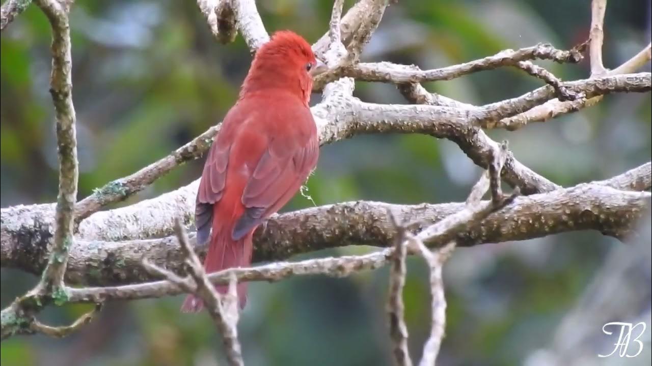 papa-capim-de-caquetá - eBird