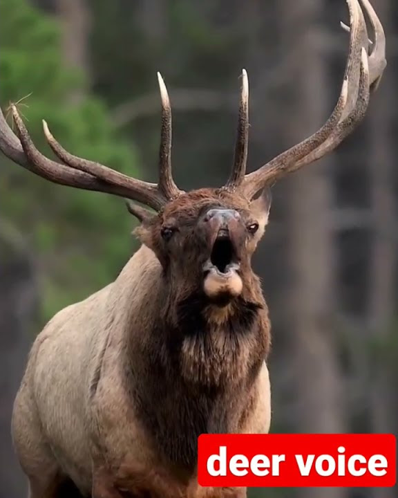 Звук оленя слушать. Слушать deer. Олень в телевизоре. Звуки оленя. Как говорит олень звук.