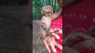 So love Monkey_lovely cute 😍 UT8 #shorts #animals #viral #shortsvideo #youtubeshorts #monkeys