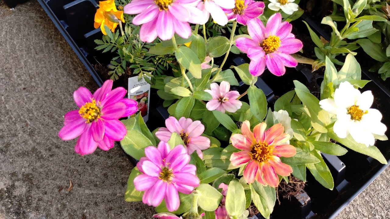 A BEAUTIFUL DAY TO PLANT FLOWERS IN OHIO YouTube