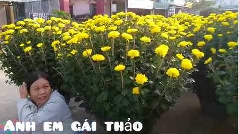 Giá hoa cúc tết 2020- báo giá hoa cúc tết mới nhất hôm nay tại bình định.