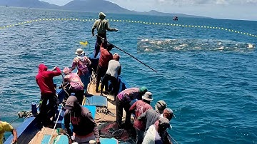 Pukat cincin, Gak di sangka dapat banyak ikan todak, luar biasa hasil tangkapan nelayan indonesia