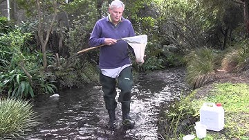 How to sample stream invertebrates with a kicknet