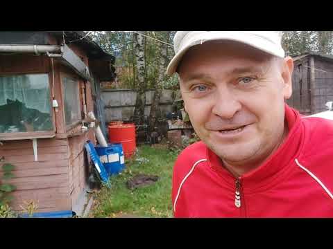 Как избавиться от пчёл от ос от шершней шмелей  Чудо средство