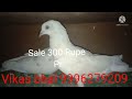 Asil Kabuter sale 300 Rupe pr vikas bhai 9996279209 karnal Haryana sale 300